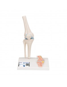 3B Scientific, modello anatomico di mini articolazione del ginocchio, senza base A85