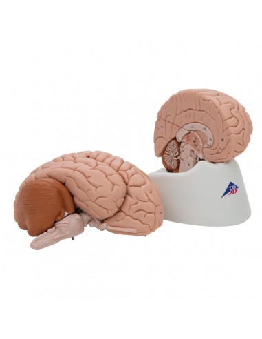 3B Scientific C20 Modello Cervello Umano Deluxe Con Arterie, 9 Parti, Software Anatomia Incluso - 5
