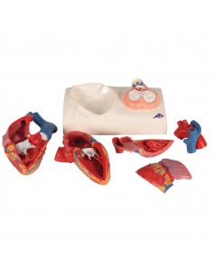 3B Scientific, modello... 2