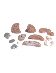 3B Scientific, modello... 2