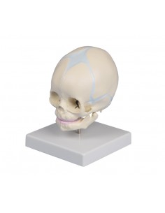 Erler Zimmer, modello anatomico di cranio di feto, su cavalletto 4519