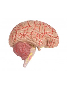 Erler Zimmer, modello di... 2