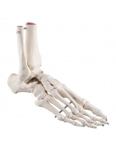 3B Scientific, modello anatomico di scheletro del piede destro a montaggio elastico A31/1