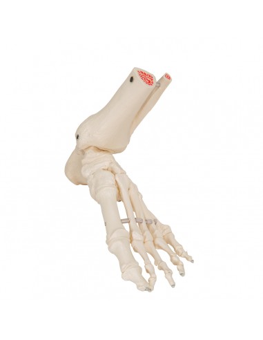 3B Scientific A35/3L, A35/3R Tibia + software gratuito di anatomia - 3B