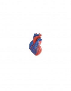 Modello anatomico di cuore, scomponibile in 5 parti, 3B Scientific G01/1