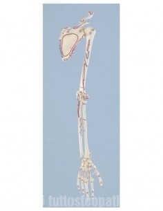 Erler Zimmer modello... 2