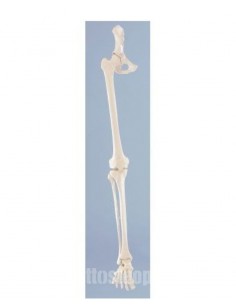 Erler Zimmer, modello anatomico di scheletro della gamba destra con bacino 6068