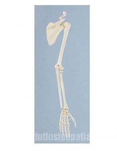 Erler Zimmer modello anatomico di scheletro del braccio, con cingolo scapolare 6016