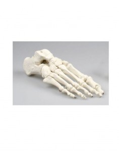 Erler Zimmer, modello anatomico di articolazione dello scheletro del piede 6050