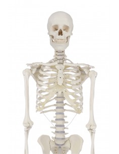 Erler Zimmer, modello anatomico didattico di scheletro Willi, su cavalletto, 3001