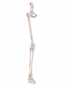 Erler Zimmer, modello anatomico di scheletro della gamba destra con bacino, con marcatura dei muscoli 6070