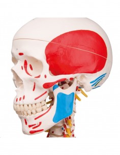 Scheletro Sam con legamenti... 2