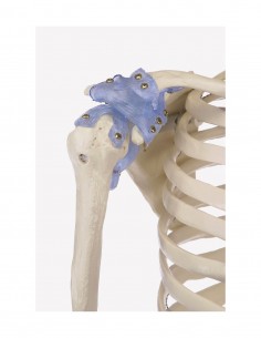 Erler Zimmer, modello anatomico di scheletro con legamenti articolari Otto 3004