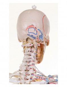 Erler Zimmer, modello anatomico di scheletro con marcatura dei muscoli e legamenti articolari 3010