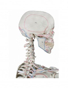 Erler Zimmer, modello... 2