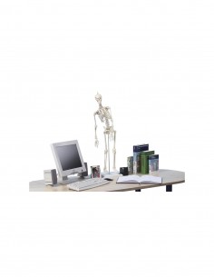 Erler Zimmer modello in scala ridotta di scheletro umano, con colonna vertebrale flessibile e inserzioni muscolari 3045