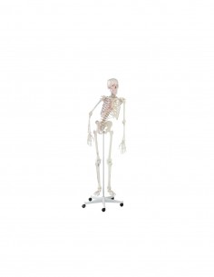Erler Zimmer, modello anatomico di scheletro con colonna vertebrale flessibile e marcatura dei muscoli 3015