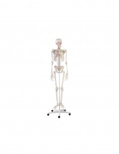 Erler Zimmer, modello anatomico di scheletro con marcatura dei muscoli 3008