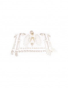 Erler ZImmer, Modello anatomico di scheletro disassemblato 3020