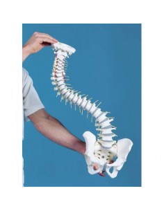 Erler Zimmer modello di colonna vertebrale flessibile di alta qualità 4006