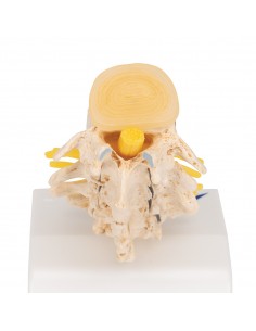 3B Scientific, Stadi... 2