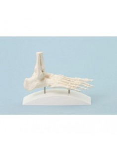 Erler Zimmer, modello anatomico di scheletro del piede 6060