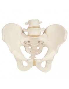 Modello anatomico di scheletro di bacino maschile 3B Scientific A60