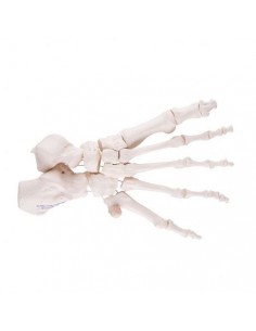 3B Scientific, modello anatomico di scheletro del piede su filo di nylon A30/2