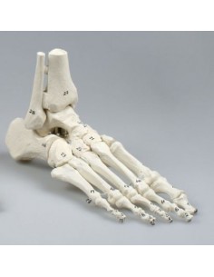 Modello anatomico di articolazione dello scheletro del piede, con tronchi di tibia e perone, con numerazione 6054