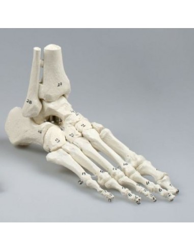 Modello anatomico di articolazione...