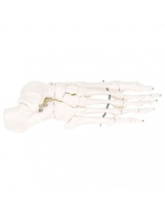 3B Scientific, modello anatomico di scheletro del piede su filo metallico A30