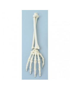 Erler Zimmer, modello anatomico funzionale di articolazione della mano e del braccio inferiore 6008