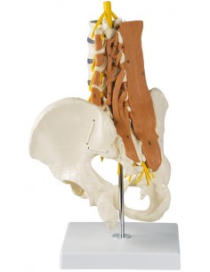 Erler Zimmer, modello anatomico di colonna vertebrale lombare, con bacino e muscolatura 4050