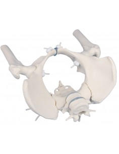 Erler Zimmer, modello a montaggio elastico di scheletro del bacino femminile con due vertebre lombari e tronchi dei femori 4059G