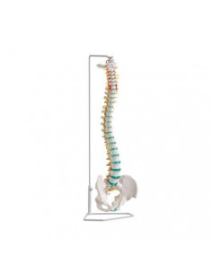Erler Zimmer, modello di colonna vertebrale flessibile classica con bacino A250