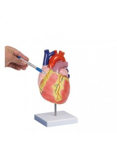 Erler Zimmer, modello anatomico  del cuore, ingrandito di due volte, scomponibile in 2 parti G212