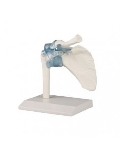 Erler Zimmer, modello anatomico funzionale di articolazione della spalla, con legamenti, su stativo