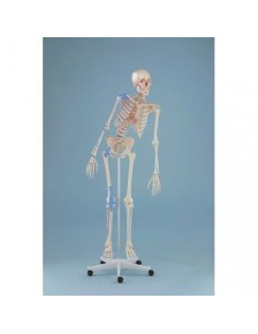 Erler Zimmer, modello anatomico di scheletro con colonna vertebrale flessibile, legamenti articolari e marcatura dei muscoli