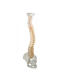 Erler Zimmer, modello di colonna vertebrale di alta qualità con bacino, colorata per la didattica 4010/1