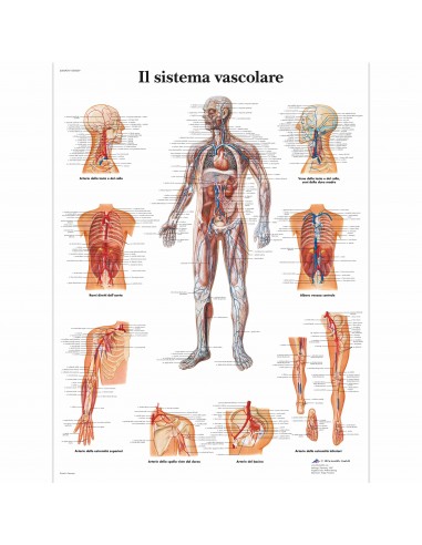 3B Scientific tavola anatomica Poster Il sistema vascolare cod