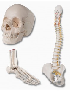 3B Scientific: cranio A290, colonna A58/1, piede destro A31