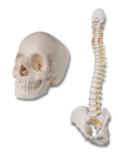 Offerta Ossa 3B Scientific: Cranio A290, Colonna A58/1