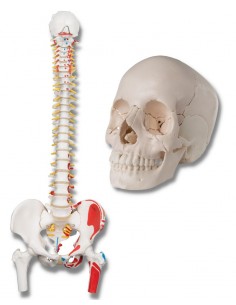 Offerta Ossa 3B Scientific: Cranio A290, Colonna A58/3