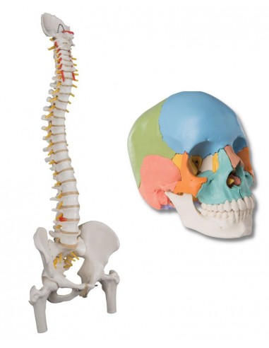 Offerta Ossa 3B Scientific: Cranio...