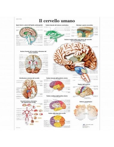 3B Scientific, tavola anatomica,...