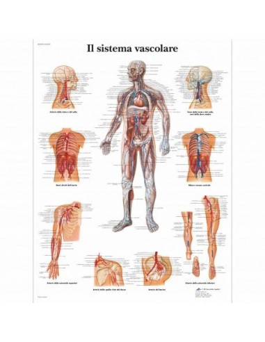 3B Scientific tavola anatomica Poster Il Sistema Vascolare cod VR4353L