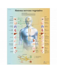 3B Scientific, tavola anatomica, Poster Il sistema nervoso vegetativo  cod. VR4610UU