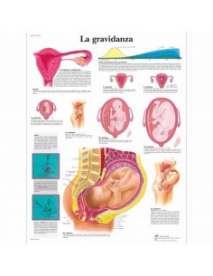 3B Scientific, tavola anatomica, La gravidanza (cod, VR4554L)
