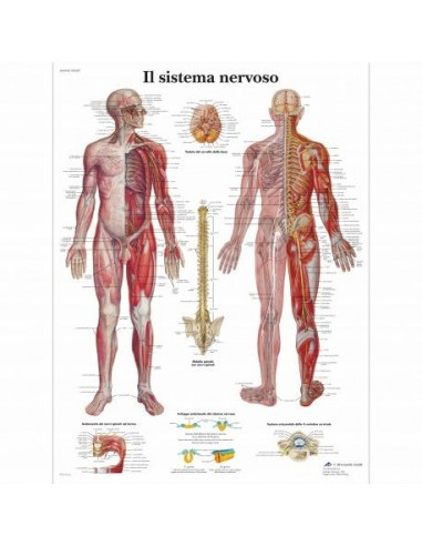 3B Scientific, tavola anatomica, Il...