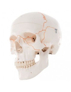 Cranio 3B Scientific, modello classico, con numerazione, in 3 parti A21